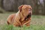 DOGUE DE BORDEAUX 164